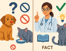 Mitos y verdades sobre el cuidado de mascotas