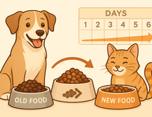 Transiciones de alimento: Cómo cambiar la dieta de tu mascota correctamente